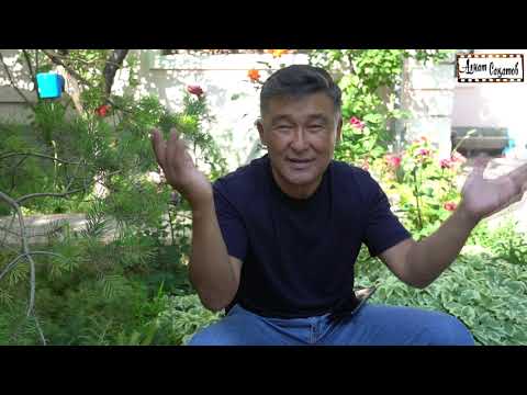 Видео: Шымкенттіктер туралы | Алмат Сақатов