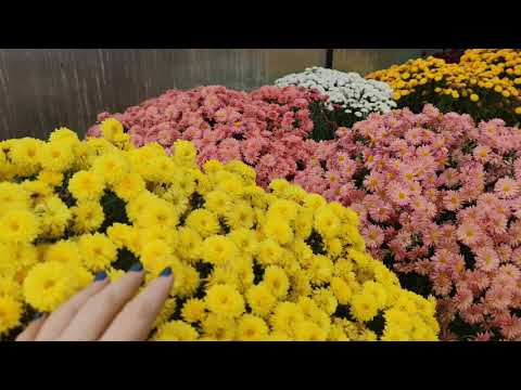 Видео: Осеннее черенкование хризантем. Часть 1