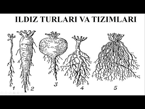 Видео: Ildiz turlari va tizimlari 7-Mavzu 6 Biologiya / Илдиз турлари ва тизимлари