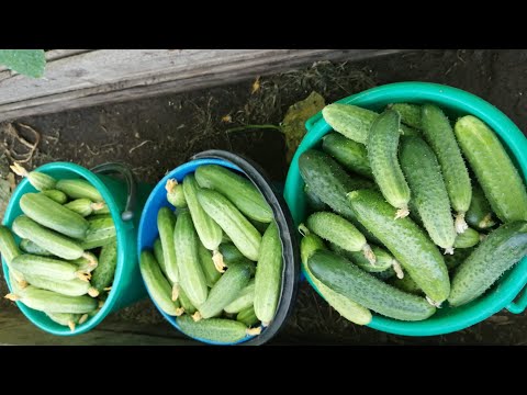 Видео: Самые продаваемые сорта огурцов от разных производителей.