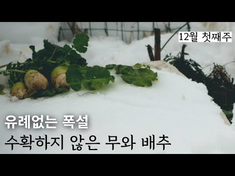 Видео: [Декабрь-1] Небывалый снегопад, неубранный редис и корейская капуста.