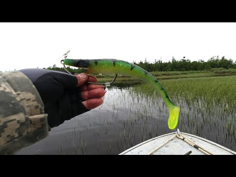 Видео: Ловля щуки на Pig Shad с офсетным крючком.