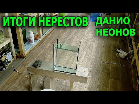 Видео: Нересты прошли, икра слита и поставлена на инкубацию