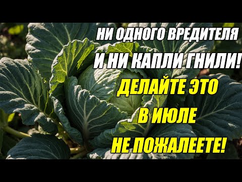 Видео: Капуста гниёт и в ней черви? ОБРАБОТАЙ ЭТИМ — и забудешь о проблемах!