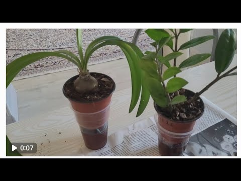 Видео: Гүлдерді тез өсіргіңіз келсе,осыны жаса.#үйгүлдері #гүл #