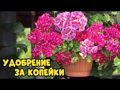 Видео: Всего одно удобрение накормит всю рассаду за копейки