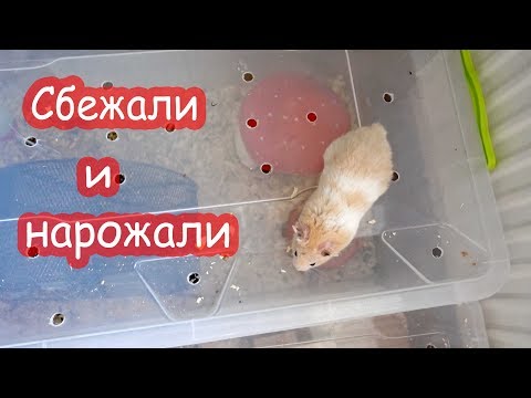 Видео: Пока нас не было, хомяки...