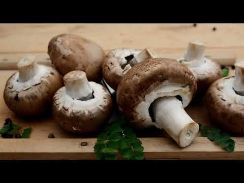 Видео: Қозықұйрық. Саңырауқұлақ. Грибы. Зияны.