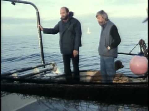Видео: 54 - Одиссея Жака Кусто - Беспокойные воды