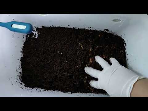 Видео: 04 Компостный червь в квартире. Реакция червей на новый корм.