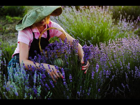 Видео: Лавандовый бизнес, что это? Lavender business, what is it?