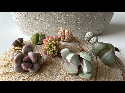 Видео: Литопсы/ Lithops. НОВИНКИ 😍. Знакомство с Трюфелем. 21.02.2023