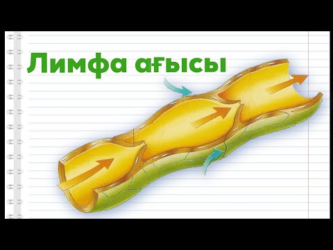 Видео: Лимфа ағысы | Ішектен тағамның сорылуы