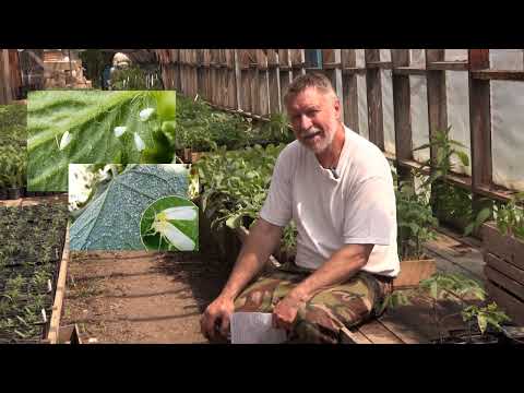 Видео: Фильм №452 - Обзор, ответы на вопросы. Михаил Заварухин