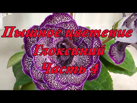 Видео: Пышное цветение Глоксиний. Удобрение, полив, освещение. Часть 4