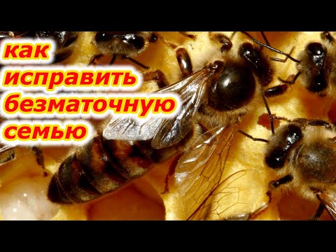 Видео: Как спасти пчелиную семью без матки за 10 минут?