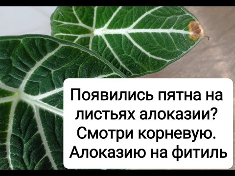 Видео: Пятна на листьях алоказии? Смотри корневую. КАК Я ПОСАДИЛА КЛУБЕНЬ ВВЕРХ НОГАМИ - не делайте так!