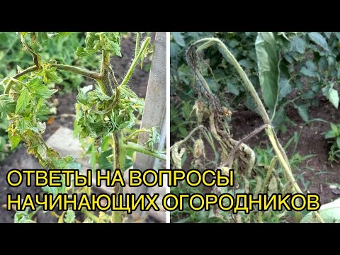 Видео: Чернеют листья и стебель томата - здесь без сильных фунгицидов не обойтись.