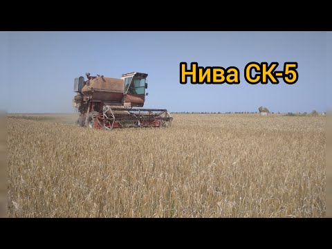 Видео: Уборка пшеницы, гороха комбайном Нива СК - 5.