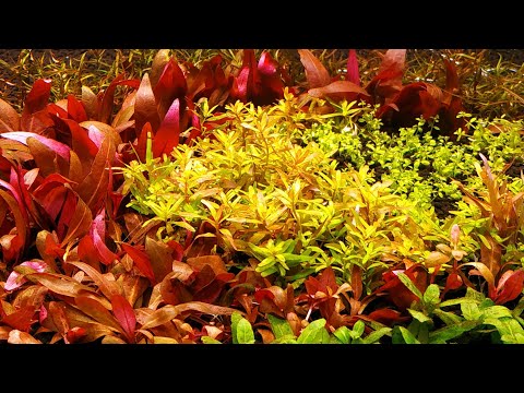 Видео: Запускаем новый проект! Голландец по системе Prodibio.