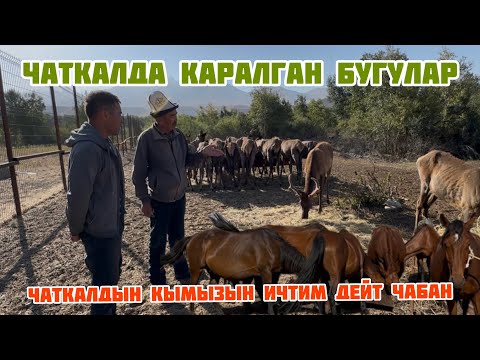 Видео: ЧАТКАЛ жергесиндеги бейпил жашоо