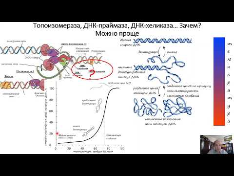 Видео: Полимеразная цепная реакция. Часть 2. Принцип и построение ПЦР.