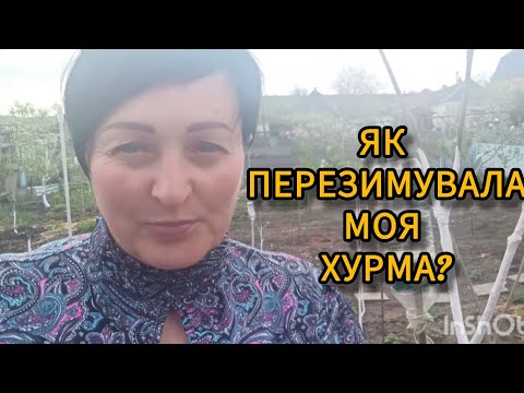 Видео: ЯК ПЕРЕЗИМУВАЛА МОЯ ХУРМА?