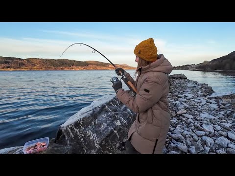 Видео: КЛЮНУЛ ОН… Палтус на донку! ЖЕНА не может вытащить! Ловля на донку в Норвегии