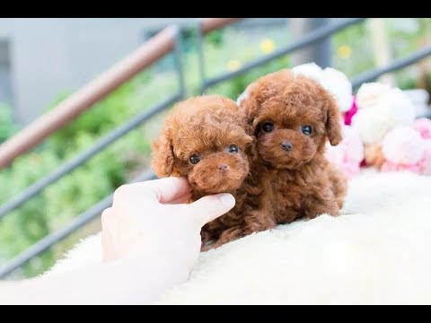 Видео: САМЫЕ МАЛЕНЬКИЕ ПОРОДЫ СОБАК В МИРЕ