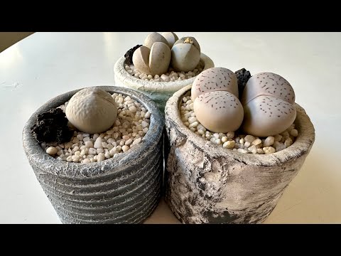 Видео: Динтерантусы/ Dinteranthus. Условия, циклы и мой уход в течении года. 28.11.24