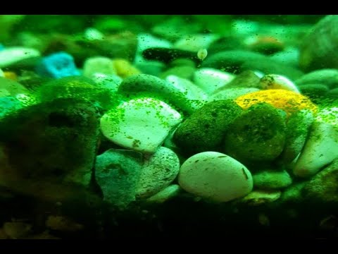 Видео: Ксенококус! как бороться и откуда берется эта водоросль?