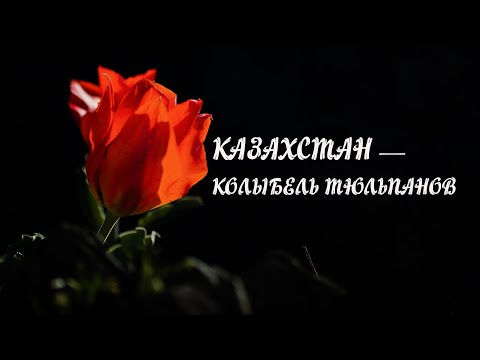 Видео: Казахстан - колыбель тюльпанов