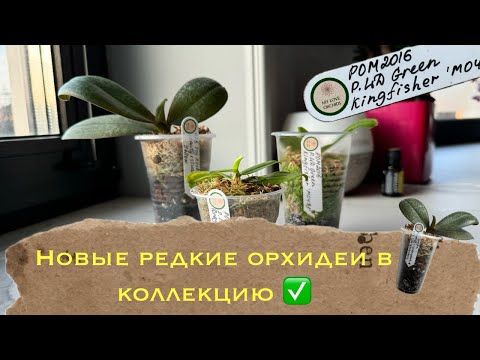 Видео: Как заполучить себе очень редкую орхидею в коллекцию 🤤Распаковка ✅ #phal #orchidflower #orchidworld