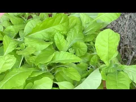 Видео: Начало массовой высадки Табака