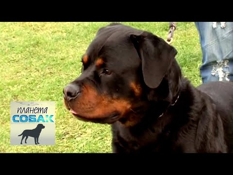 Видео: Ротвейлер. Планета собак 🌏 Моя Планета