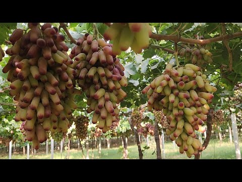 Видео: Мана Уша Машхур Узум -Маникур Фингер.Яхши Даромад Килса Булади.