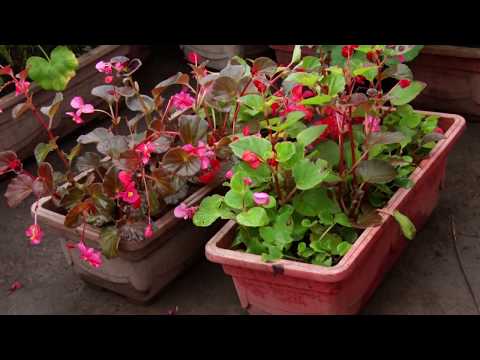 Видео: Үй шартында гүл олтургузуунун эн оңой жолу. Таң маанай