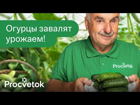 Видео: СРОЧНО ДАЙТЕ ЭТО ОГУРЦАМ В ИЮЛЕ , и они будут обильно плодоносить до морозов!