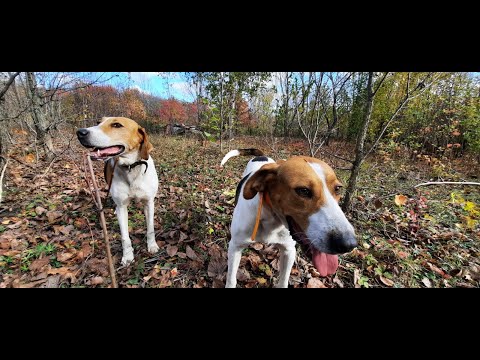 Видео: Охота с Русскими пегими гончими на лисицу # 28