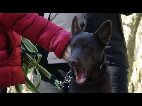 Видео: ДТ - 272. В доме появился щенок. Что дальше? Знакомьтесь, метис Никки