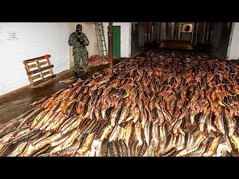 Видео: Невероятные Моменты, Снятые на Камеру