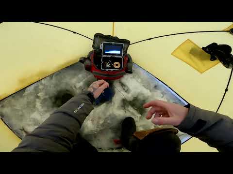 Видео: На рыбалку за сигом.