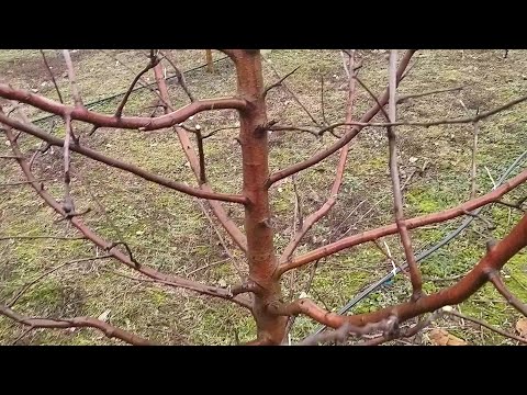 Видео: Як обрізати яблуні ?