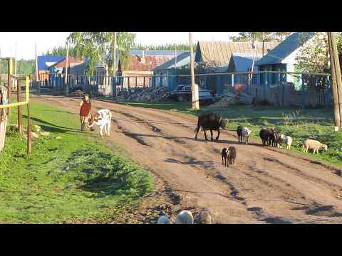 Видео: Летнее утро в деревне. Звуки деревни и природы