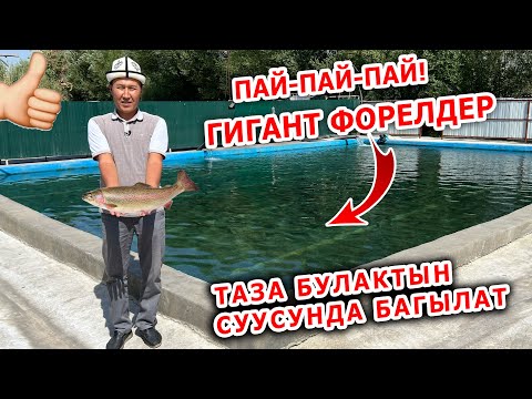 Видео: Дерзкий эс аламын десеңиз, Бай-Сууга барыңыз!  ~  ФОРЕЛЬ БАР  ~  Бассейни жакшы