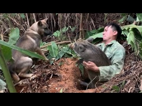 Видео: 4 года жизни в лесу, охота на ловушки и приручение кабанов.