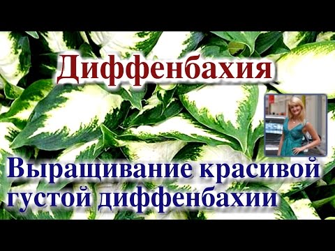 Видео: ДИФФЕНБАХИЯ. ВЫРАЩИВАНИЕ КРАСИВОЙ ГУСТОЙ ДИФФЕНБАХИИ