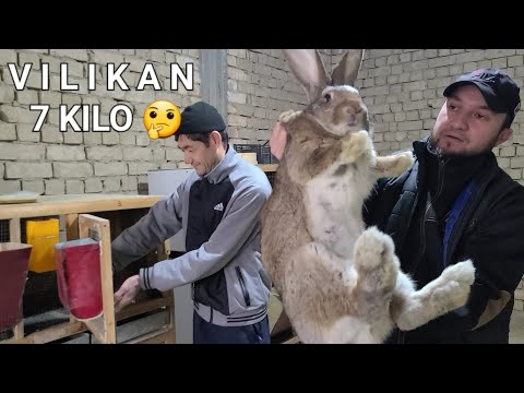 Видео: Velikanlani zo'rlari Toshkentda boqilvotti #vilikan #velikan #виликан #великан #кролик #quyon