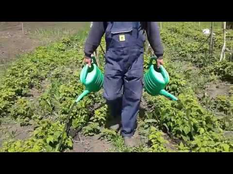 Видео: Куриный навоз подкормка для малины