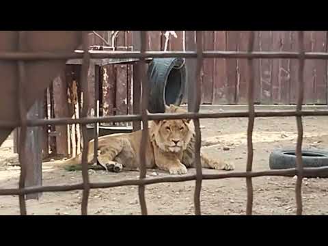 Видео: Шерхан " бегает" за красивыми девчонками.Чемпион по пряткам и догонялкам.Минск 30 марта  Пр. след...